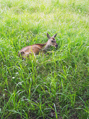 Roe deer in grass. Roe Deer Observation Centre, Jeju Island, South Korea.
