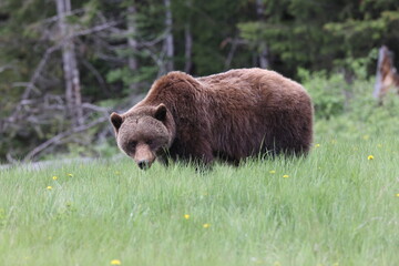 Grizzly Bear in the Canadian Rockies Jasper Canada