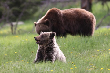 Mother grizzly bear ursus arctos and cub nearJasper Canada