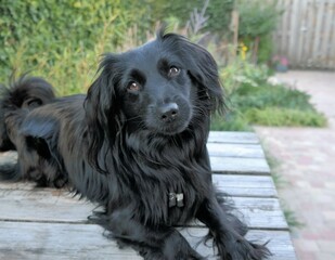 Small black dog, with a furry coat and brown eyes.
This domestic animal is lying on a picnic table, in the garden. The Dog breed is a Markiesje.