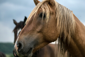 arabian brown horses in the field