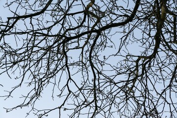Abandoned walnut or cherry tree on meadow in nature. Slovakia