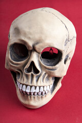 Close-up vertical shot humans skull on red background. Death and horror concept.