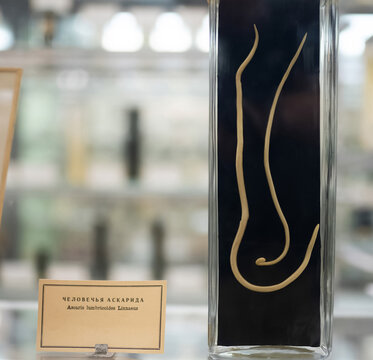 Saint Petersburg, Russia - circa august 2022: Human parasite Ascaris  in the Museum of Zoology of St. Petersburg