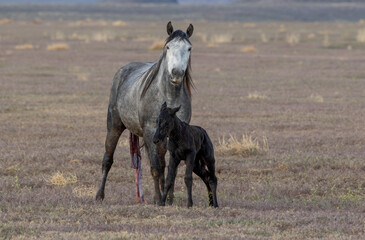 Wild Horse Mare and Her Newborn Foal in Spring in the Utah Desert