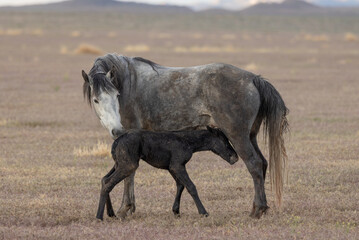 Wild Horse Mare and Her Newborn Foal in Spring in the Utah Desert