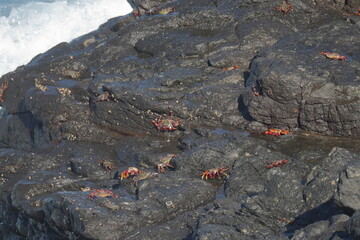 Crabs clinging to wet rocks at Sancho beach, Fernando de Noronha, Pernambuco, Brazil