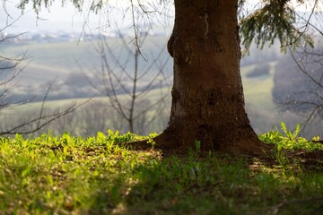 Abandoned walnut or cherry tree on meadow in nature. Slovakia