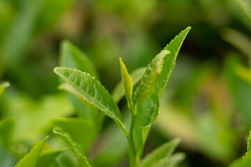 Young tea leaves close up. Tea leaves close up. Green tea harvest.