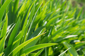 Tall young grass close-up. Young green grass against the background of the sun's rays.