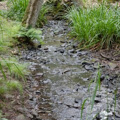 stream in the forest