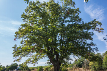 Fototapete bei efototapeten.de bestellen   