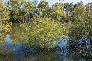  biotop selzweiher bei alzey-schafhausen