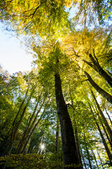 Autumn in La Fageda D En Jorda Forest, La Garrotxa, Spain