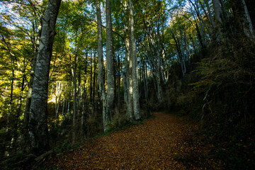 Fototapeta premium Autumn in La Fageda D En Jorda Forest, La Garrotxa, Spain