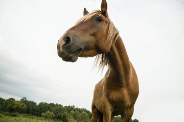 arabian brown horses in the field