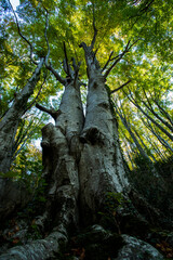 Fototapeta premium Autumn in La Fageda D En Jorda Forest, La Garrotxa, Spain
