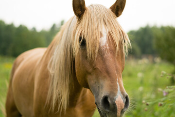 arabian brown horses in the field