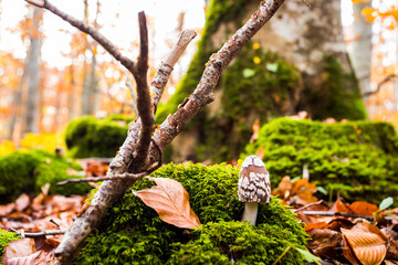 Autumn in La Fageda D En Jorda Forest, La Garrotxa, Spain