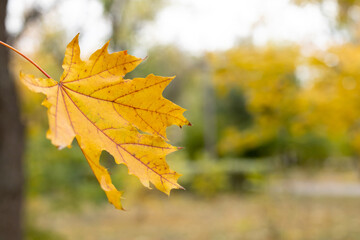 Beautiful yellow maple leaves in autumn park. fall season background