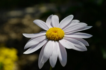 Fototapeta premium White daisy flower close up