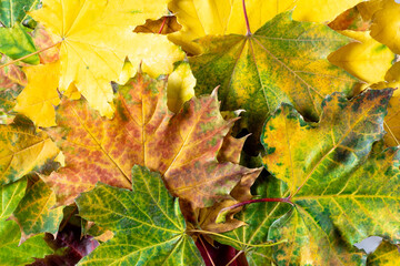 Autumn background of bright colorful maple leaves. Flat lay. Top view