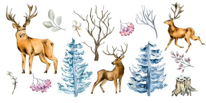 Set of deer and winter plants watercolor illustration isolated on white background. © Kate Lanbina