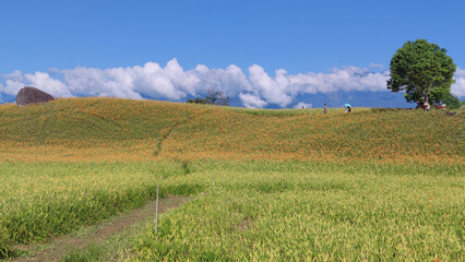 The beautiful daylily flower mountain of eastern Taiwan