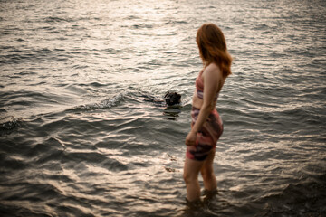 selective focus on a dog swimming in the water towards the shore