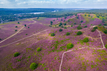 Purple pink heather in bloom Ginkel Heath Ede in the Denmark