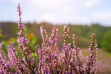 Purple pink heather in bloom Ginkel Heath Ede in the Denmark