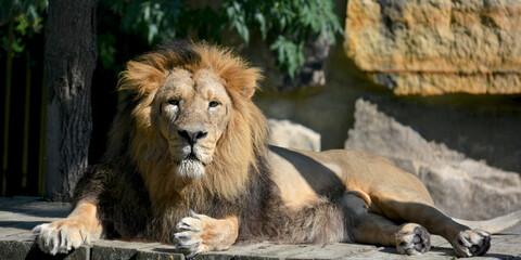 A powerful lion close-up. The gaze of a lion. Beautiful and calm lion. Stock photo. The lion is the king of beasts.