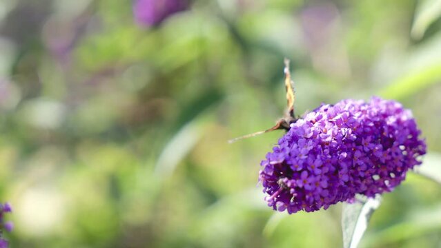 Orange butterfly with black and white spots on a purple Buddleja Davidii butterfly bush