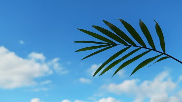 Green palm tree leaves on sunny blue sky with white clouds background. Timelapse 4k video