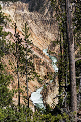 Grand Canyon of the Yellowstone as seen from North Rim's Lookout Point, Yellowstone National Park, Wyoming, USA