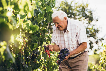 Senior man harvesting grapes in the vineyard.