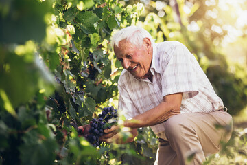 Senior man harvesting grapes in the vineyard.
