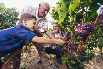 Happy senior is picking grapes with his son and grandson