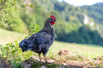 Free range chickens on a German farm in the summer