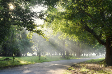 The empty road in the garden in the morning, with a beam of sunlight shining through the mist, is a beautiful natural