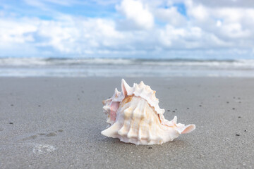 Fototapeta na wymiar Conch Seashell on Sandy Beach