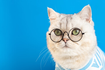 Portrait of a funny white cat in glasses and striped clothes on a blue background