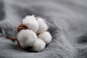 Cotton flower