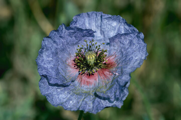 Blossom of an indigo blue poppy (Genus Papaver) cultivar. - obrazy, fototapety, plakaty