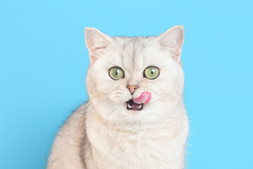 Obraz premium Close-up of a funny white British cat licking his lips on a blue background.