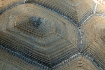 A Giant Tortoise Shell