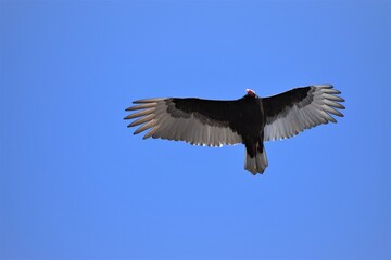 Vulture In Flight
