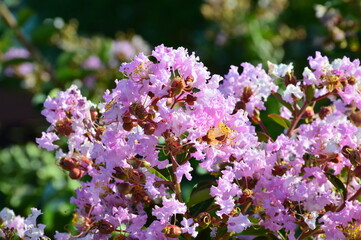 ピンク色のサルスベリの花と実