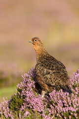 Close up portrait of a Red Grouse male in late summer when the purple heather is in full bloom.  Scienitfic name: Lagopus lagopus.  Facing left. Clean background. Vertical.  Copy space.