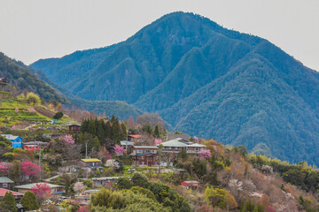 Beautiful Sakura Blooming On The Trail To The Divine Tree Zone (Giant Tree Forest) Of Smangus Tribe...